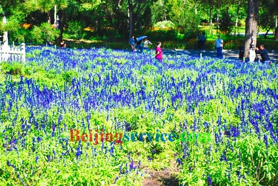visit Botanical Garden in Spring