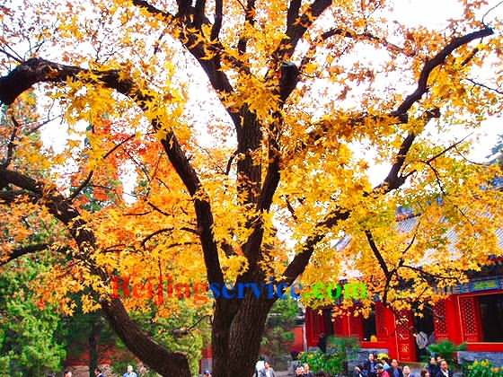 Autumn tour to Botanical Garden Beijing 