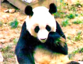 Panda, Beijing Zoo
