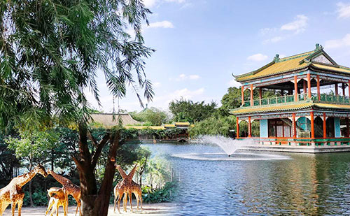 photo of Guangzhou One Day Private Tour to Baomo Garden and Chimelong Xiangjiang Safari Park